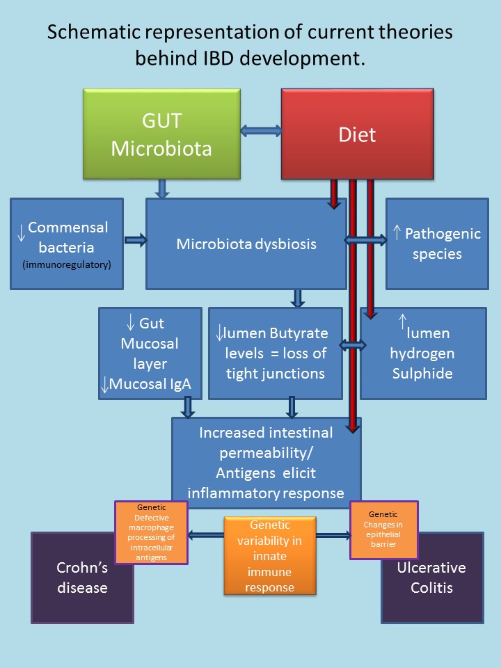 Schematic representation of theories behind IBD development (2)